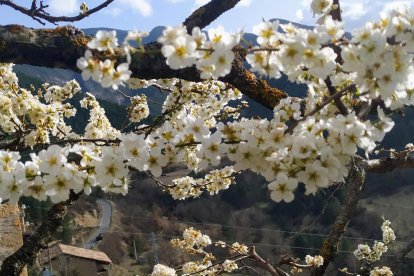 Arbres florits, camps verds i bon temps...ja és aquí la primavera!