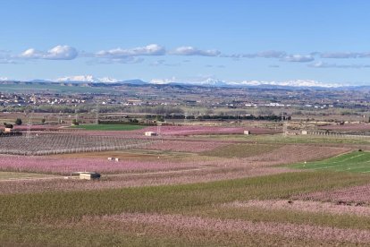 Arbres florits, camps verds i bon temps...ja és aquí la primavera!