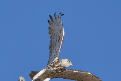 Arbres florits, camps verds i bon temps...ja és aquí la primavera!