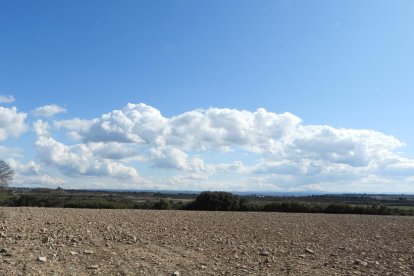 Arbres florits, camps verds i bon temps...ja és aquí la primavera!