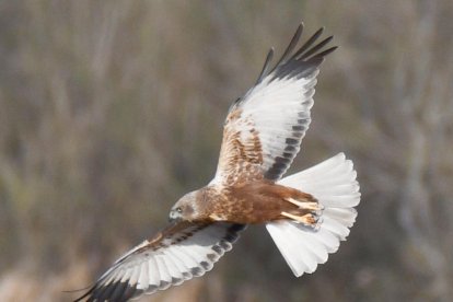 Arbres florits, camps verds i bon temps...ja és aquí la primavera!