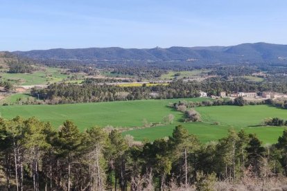 Arbres florits, camps verds i bon temps...ja és aquí la primavera!