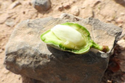 Arbres florits, camps verds i bon temps...ja és aquí la primavera!