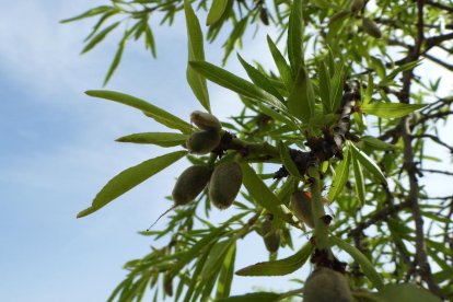 Arbres florits, camps verds i bon temps...ja és aquí la primavera!