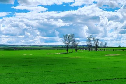 Arbres florits, camps verds i bon temps...ja és aquí la primavera!