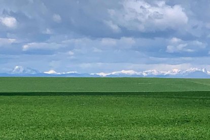 Arbres florits, camps verds i bon temps...ja és aquí la primavera!