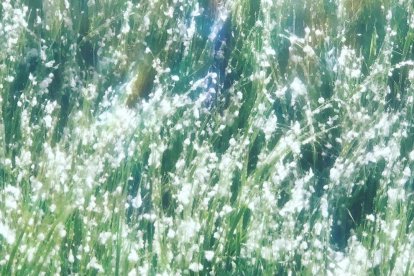 Arbres florits, camps verds i bon temps...ja és aquí la primavera!