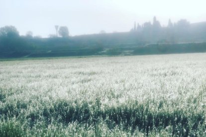 Arbres florits, camps verds i bon temps...ja és aquí la primavera!