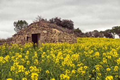 Arbres florits, camps verds i bon temps...ja és aquí la primavera!