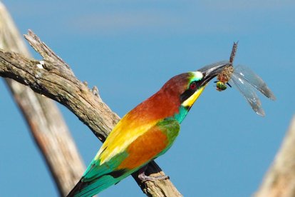 Arbres florits, camps verds i bon temps...ja és aquí la primavera!