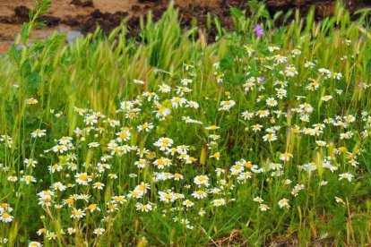 Arbres florits, camps verds i bon temps...ja és aquí la primavera!