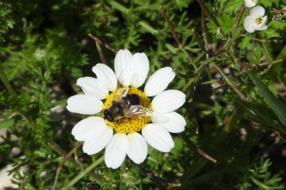 Arbres florits, camps verds i bon temps...ja és aquí la primavera!