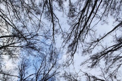 Arbres florits, camps verds i bon temps...ja és aquí la primavera!