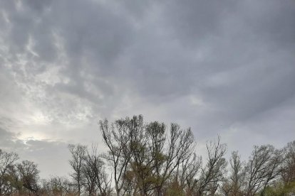 Arbres florits, camps verds i bon temps...ja és aquí la primavera!