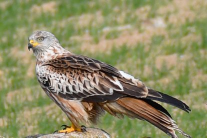 Arbres florits, camps verds i bon temps...ja és aquí la primavera!