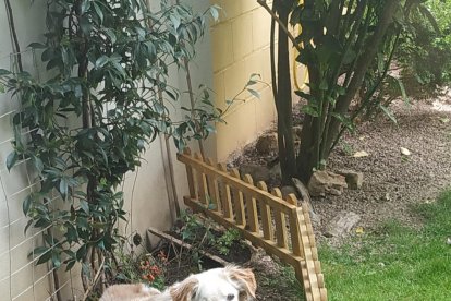 Arbres florits, camps verds i bon temps...ja és aquí la primavera!