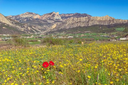 Arbres florits, camps verds i bon temps...ja és aquí la primavera!