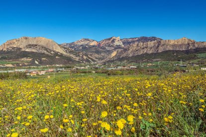 Arbres florits, camps verds i bon temps...ja és aquí la primavera!