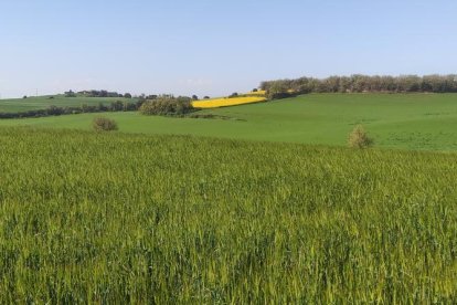 Arbres florits, camps verds i bon temps...ja és aquí la primavera!