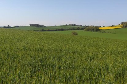 Arbres florits, camps verds i bon temps...ja és aquí la primavera!