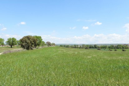 Arbres florits, camps verds i bon temps...ja és aquí la primavera!