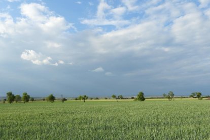 Arbres florits, camps verds i bon temps...ja és aquí la primavera!