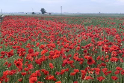 Arbres florits, camps verds i bon temps...ja és aquí la primavera!