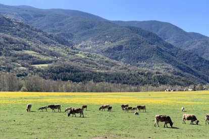 Arbres florits, camps verds i bon temps...ja és aquí la primavera!