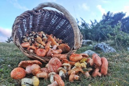 Ceps, rovellons, fredolics...envia'ns fotos de la teua excursió al bosc