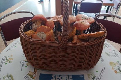Ceps, rovellons, fredolics...envia'ns fotos de la teua excursió al bosc