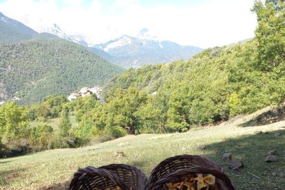 Ceps, rovellons, fredolics...envia'ns fotos de la teua excursió al bosc