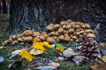 Ceps, rovellons, fredolics...envia'ns fotos de la teua excursió al bosc