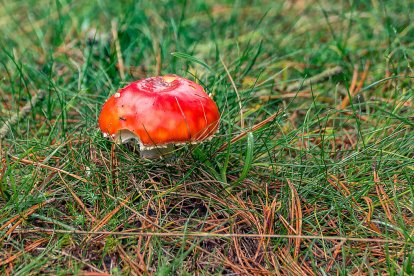 Ceps, rovellons, fredolics...envia'ns fotos de la teua excursió al bosc