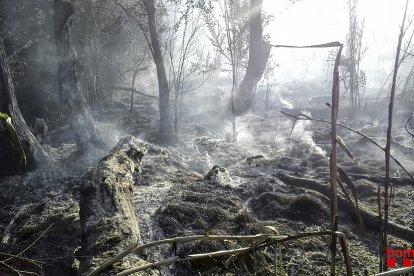 El fuego de Massoteres calcinó cinco hectáreas de cultivos y dos de bosque de ribera.