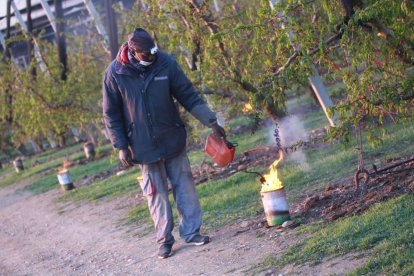 Heladas en los campos frutícolas de Lleida