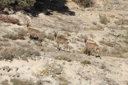 Calor, tempestes, camps grocs...ja és aquí l'estiu!