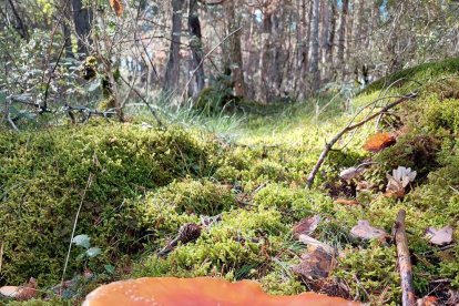 La boira, les fulles seques, els seus fruits... la tardor és una estació molt fotogènica.