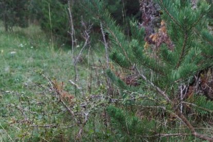 La boira, les fulles seques, els seus fruits... la tardor és una estació molt fotogènica.
