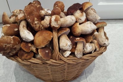 La boira, les fulles seques, els seus fruits... la tardor és una estació molt fotogènica.