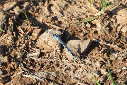La boira, les fulles seques, els seus fruits... la tardor és una estació molt fotogènica.
