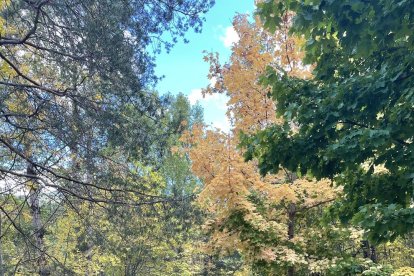 La boira, les fulles seques, els seus fruits... la tardor és una estació molt fotogènica.