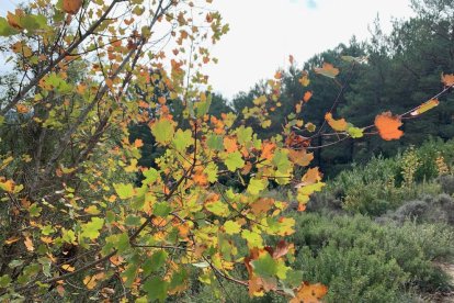La boira, les fulles seques, els seus fruits... la tardor és una estació molt fotogènica.