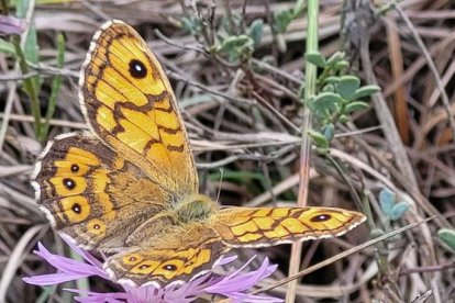 La boira, les fulles seques, els seus fruits... la tardor és una estació molt fotogènica.