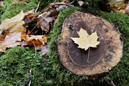 La boira, les fulles seques, els seus fruits... la tardor és una estació molt fotogènica.