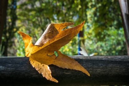 La boira, les fulles seques, els seus fruits... la tardor és una estació molt fotogènica.
