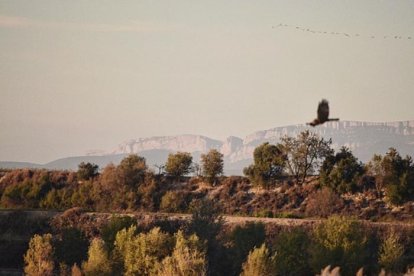 La boira, les fulles seques, els seus fruits... la tardor és una estació molt fotogènica.