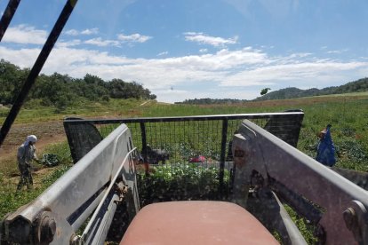 Una finca regada en la zona de Concabella, en la Segarra. En total, el agua llega a 35 municipios de cinco comarcas del llano de Lleida.
