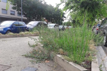 Arbustos descontrolados en una avenida leridana.
