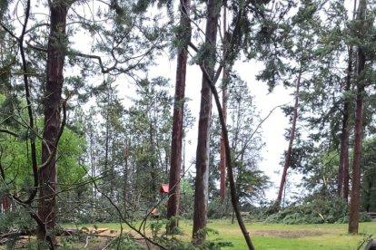 Un arbre caigut al parc del Pinell de Tremp