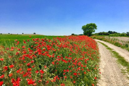 Una primavera passada per aigua